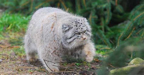 plants and wildlife that are unique to china